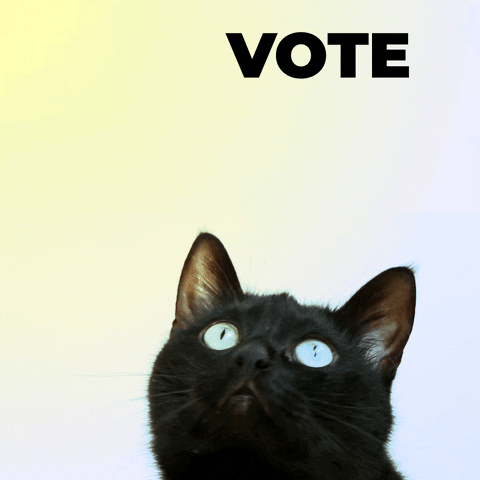 一隻藍色眼睛的黑貓看著寫著投票的浮動文字